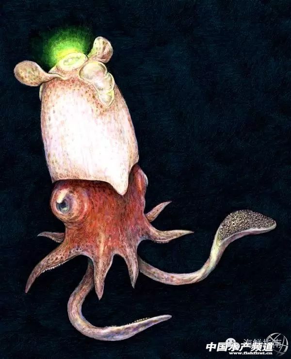 魷魚是魚嗎,魷魚是魚嗎,為什么