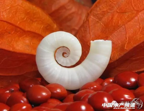 魷魚是魚嗎,魷魚是魚嗎,為什么