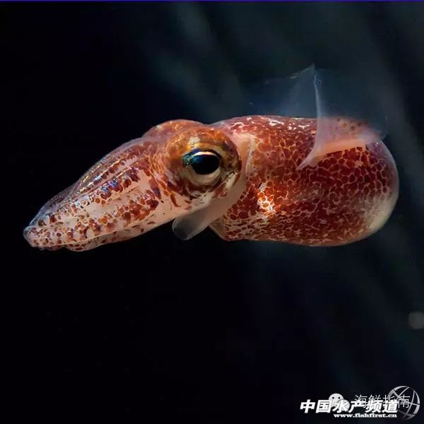魷魚是魚嗎,魷魚是魚嗎,為什么