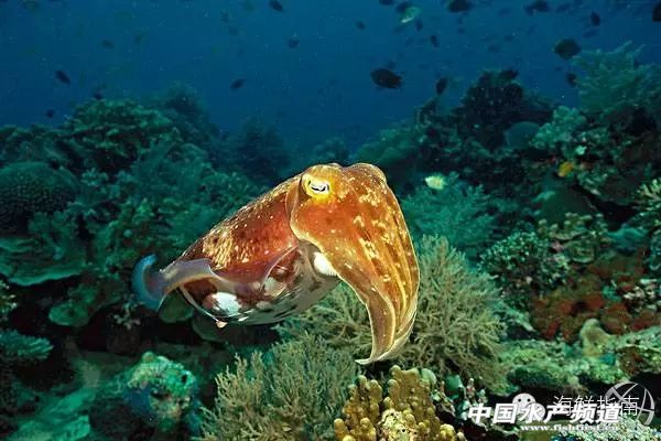 魷魚是魚嗎,魷魚是魚嗎,為什么
