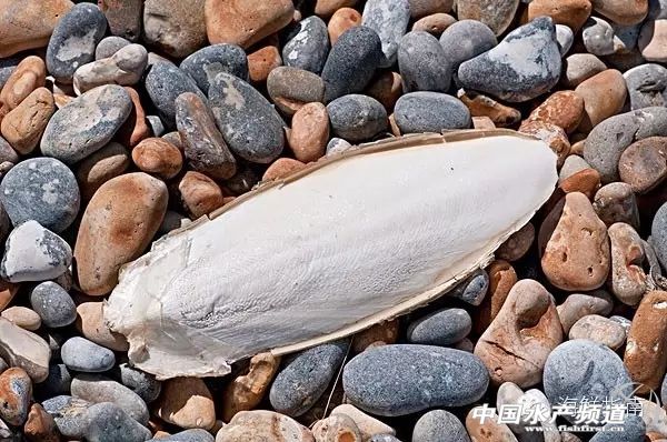 魷魚是魚嗎,魷魚是魚嗎,為什么