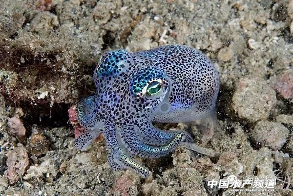 魷魚是魚嗎,魷魚是魚嗎,為什么