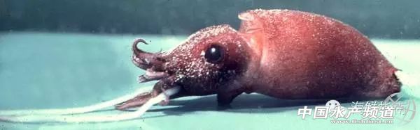 魷魚是魚嗎,魷魚是魚嗎,為什么