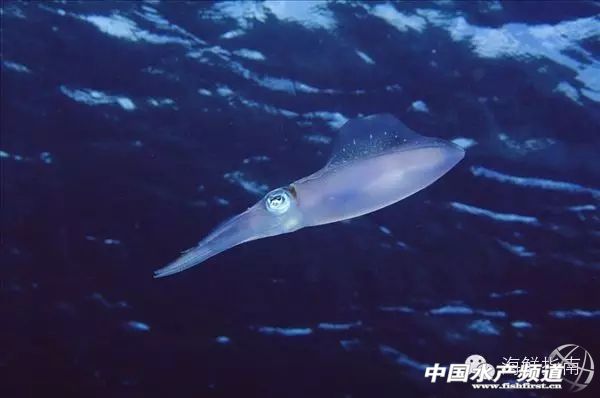 魷魚是魚嗎,魷魚是魚嗎,為什么