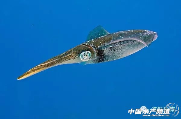 魷魚是魚嗎,魷魚是魚嗎,為什么