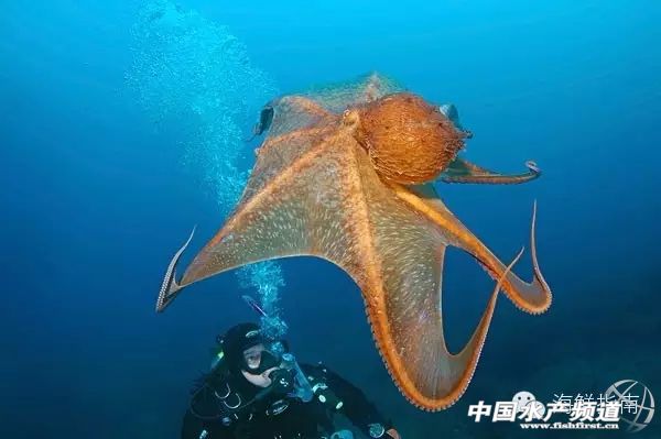 魷魚是魚嗎,魷魚是魚嗎,為什么