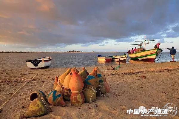 魷魚是魚嗎,魷魚是魚嗎,為什么