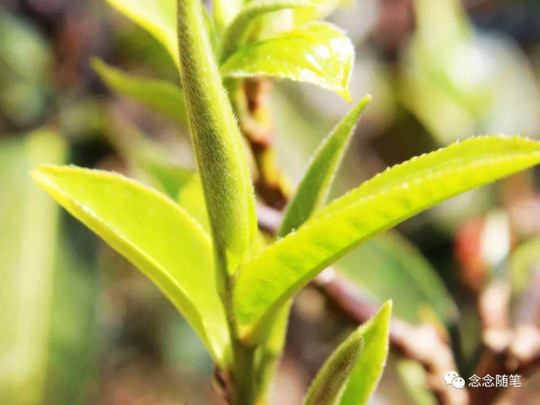 以冰岛茶为例，说说如何从茶汤中体会茶叶的内涵