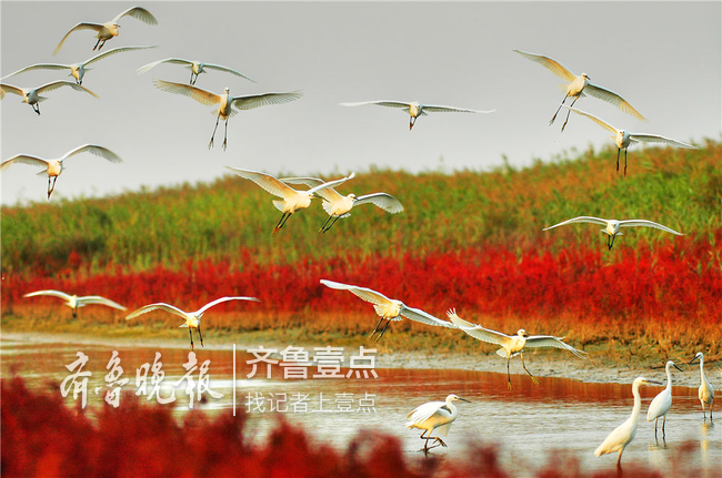 黄河口生态旅游区征集"最美代言人"