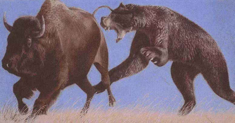 巨型短面熊图片(图文讲解短面熊的真实样子)