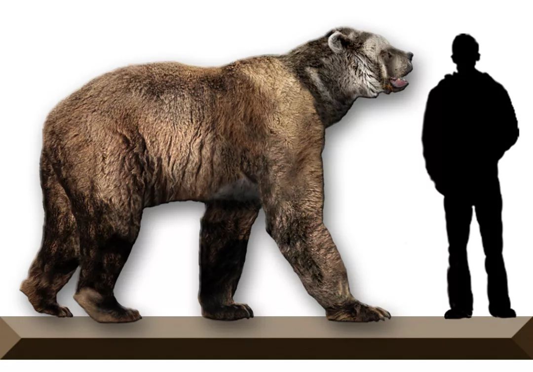 巨型短面熊的体型图片