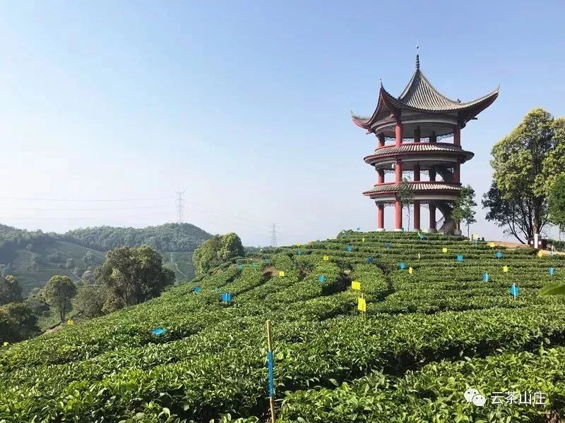 云茶山庄 镶嵌在峨山的碧绿大氧吧