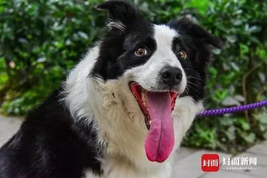 动物记起仇来有多可怕？路上碰到它，千万要快跑！