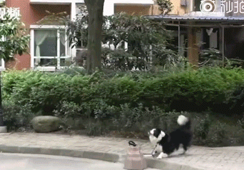 动物记起仇来有多可怕？路上碰到它，千万要快跑！