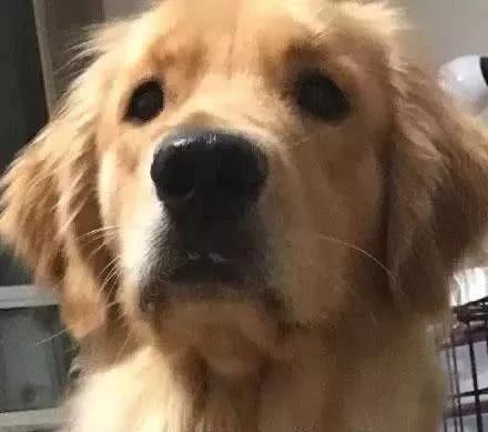 动物记起仇来有多可怕？路上碰到它，千万要快跑！