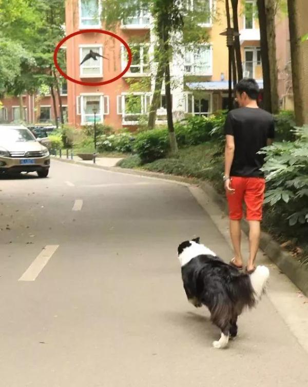 动物记起仇来有多可怕？路上碰到它，千万要快跑！