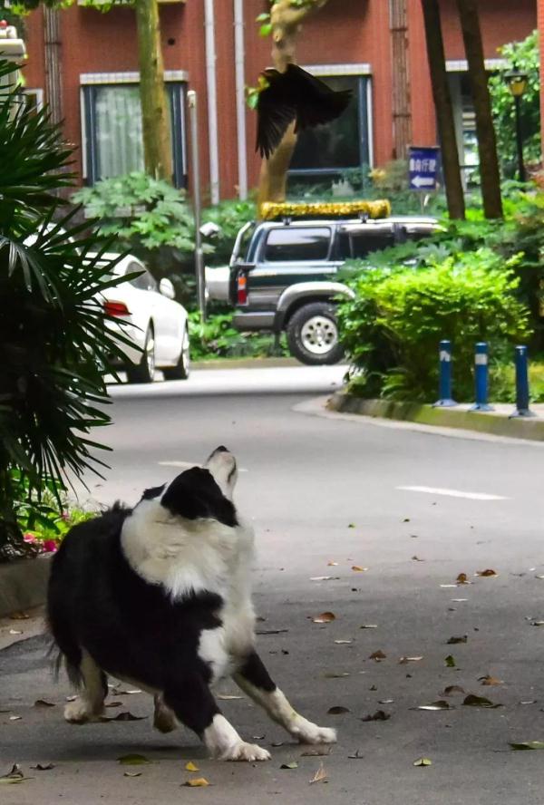 动物记起仇来有多可怕？路上碰到它，千万要快跑！