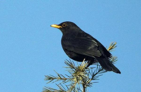 动物记起仇来有多可怕？路上碰到它，千万要快跑！