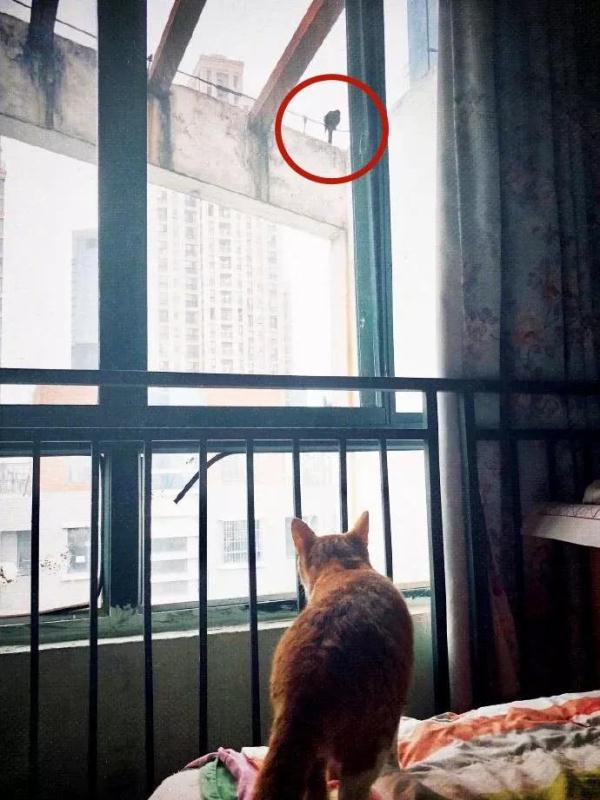 动物记起仇来有多可怕？路上碰到它，千万要快跑！