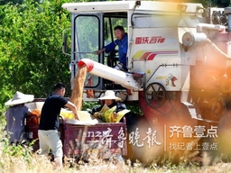 薛城小麥開割“第一鐮”