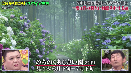 19年日本十大值得一去的紫阳花胜地推荐 天天看点
