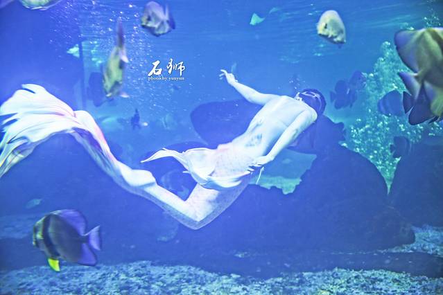 王鋆鋆「石狮黄金海岸」“一船”“一寺”“一观音”，探索巨轮里的海洋馆