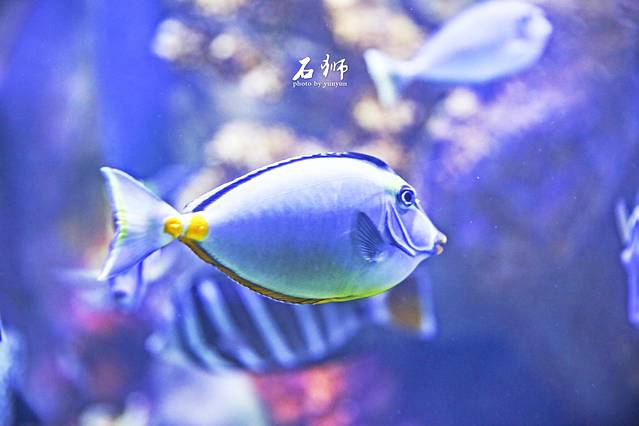 王鋆鋆「石狮黄金海岸」“一船”“一寺”“一观音”，探索巨轮里的海洋馆