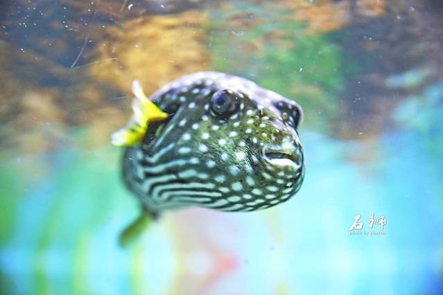 王鋆鋆「石狮黄金海岸」“一船”“一寺”“一观音”，探索巨轮里的海洋馆