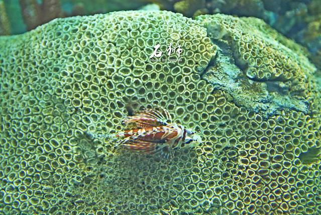 王鋆鋆「石狮黄金海岸」“一船”“一寺”“一观音”，探索巨轮里的海洋馆