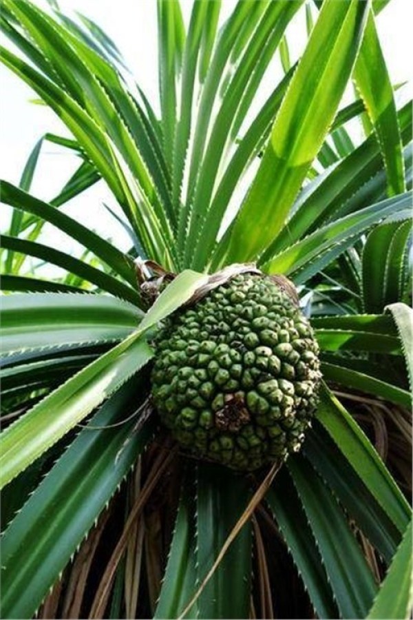 福建農村這一種野菠蘿,不僅能做成工藝品,還能治療感冒發熱,解酒毒