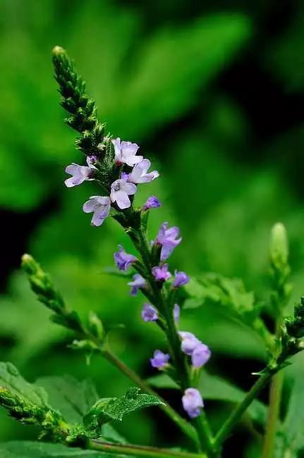 药知道|清热解毒——马鞭草