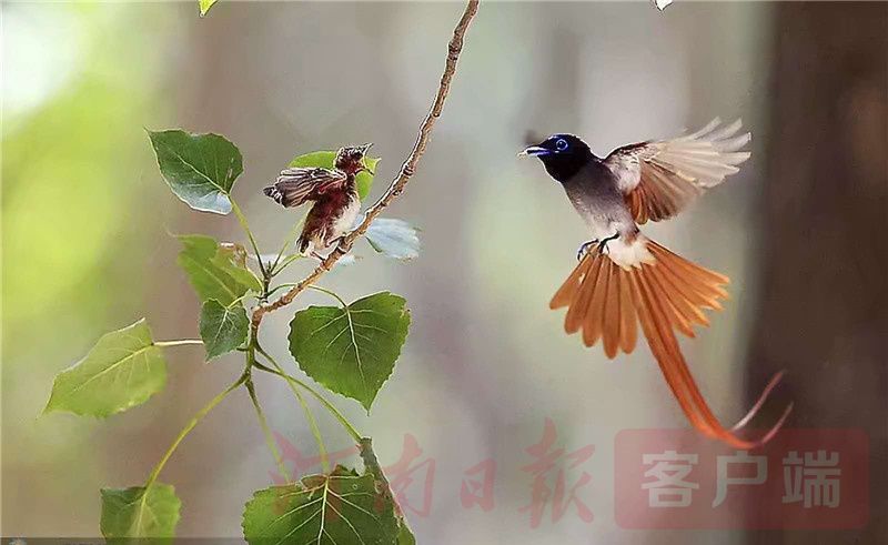 金视界丨林中仙子绶带鸟