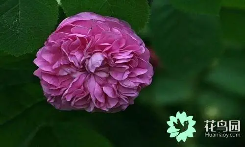 中国的国花是什么花象征着什么（各国的国花欣赏）