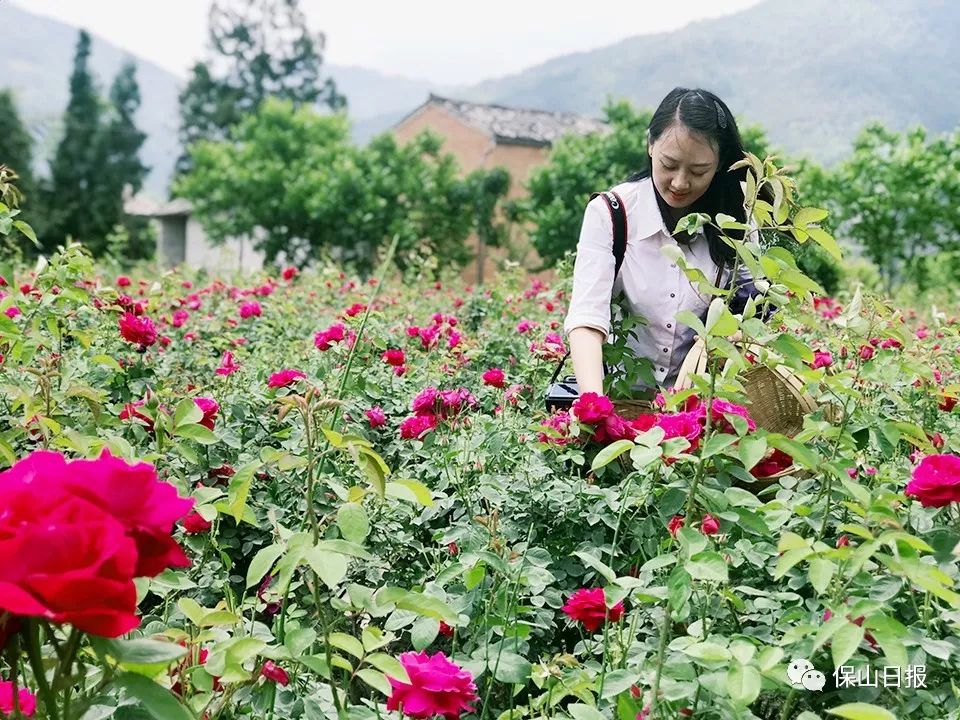 美文悦读：在界头，邂逅一座玫瑰庄园