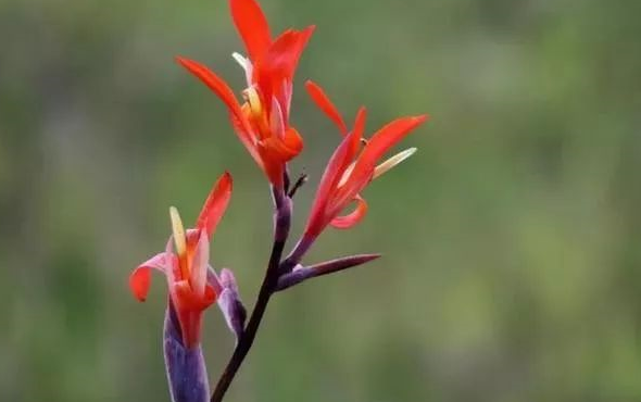 芭蕉芋是我们南方农村里种植得最多的一种植物,花朵红色,很艳丽.