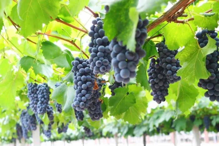 大圩葡萄文化旅游节今天开幕 合肥最甜蜜的2个月来了