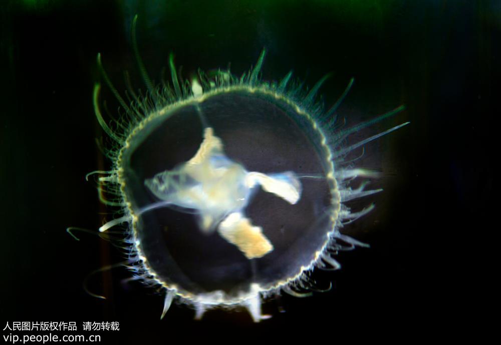 水母的資料,海月水母的資料