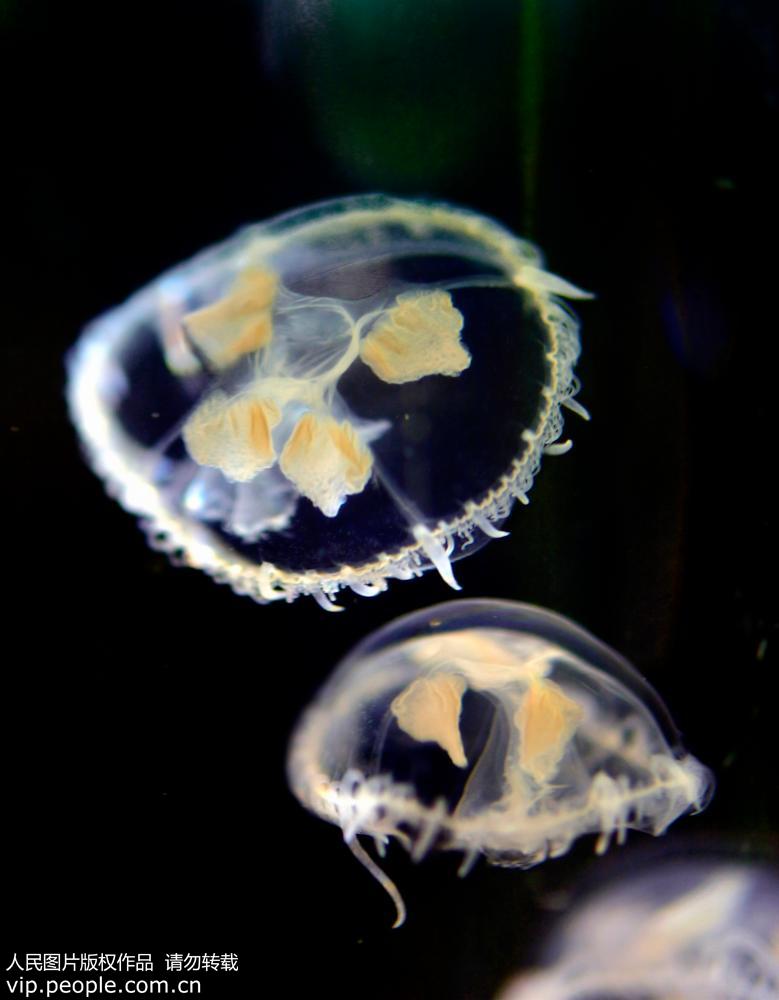 水母的資料,海月水母的資料