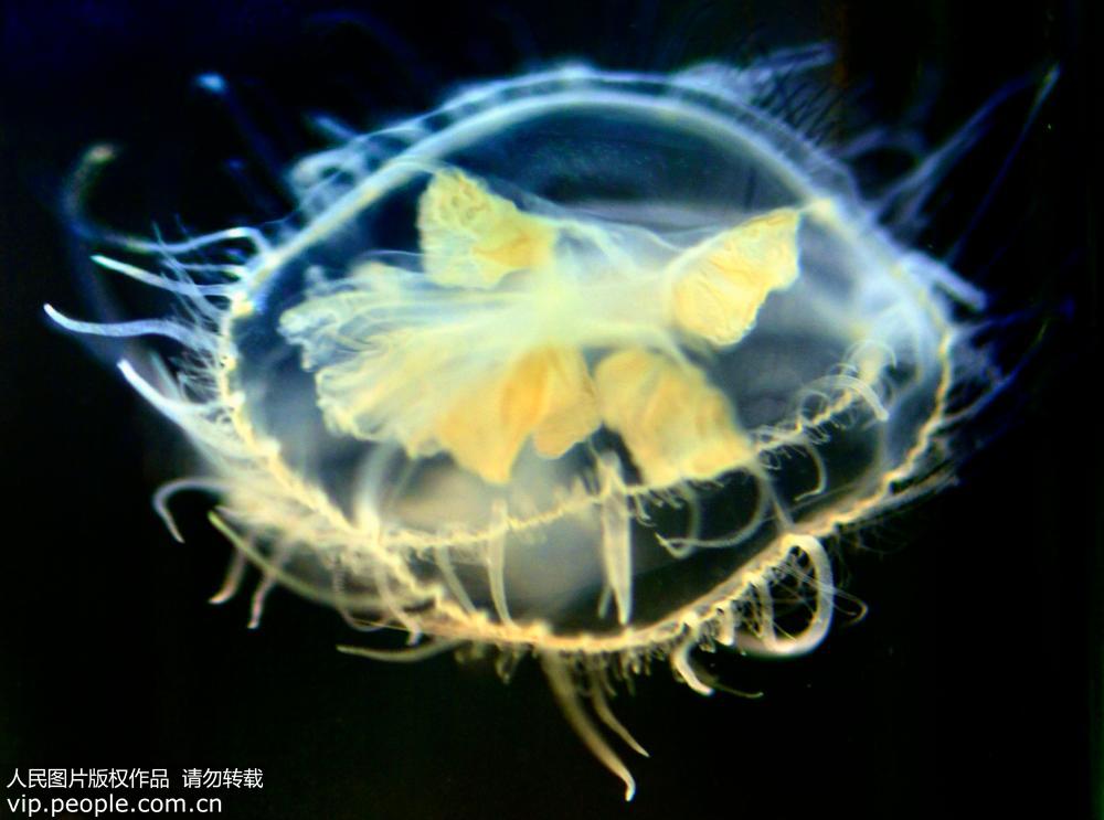 水母的資料,海月水母的資料