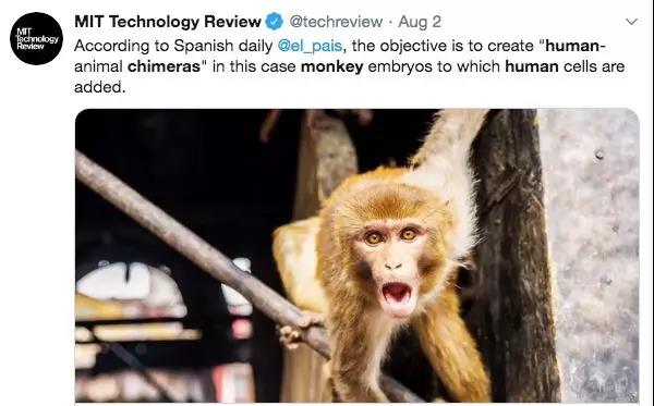 科学家们开发人类猴子胚胎，他们有什么意图？