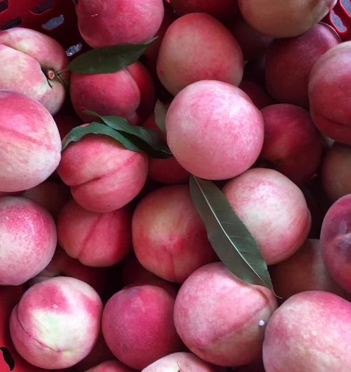 桃子李子同食会便血?桃子,李子的那些事该说清了