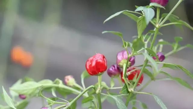 世园会·百蔬园丨百种时令蔬菜 —— 海鲜菇（八十一）