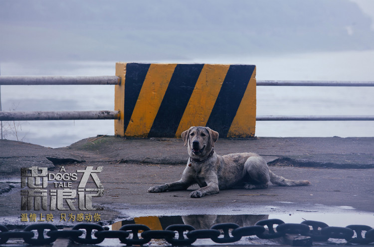 电影《忠犬流浪记》因重要原因改档，为追求完美上映时间择日公布