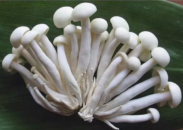 世园会·百蔬园丨百种时令蔬菜 —— 海鲜菇（八十一）