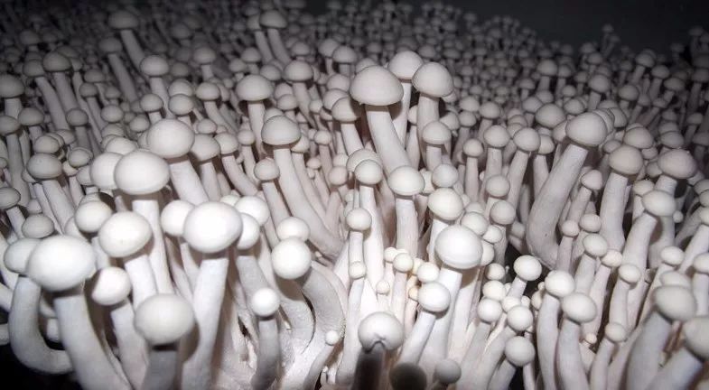 世园会·百蔬园丨百种时令蔬菜 —— 海鲜菇（八十一）