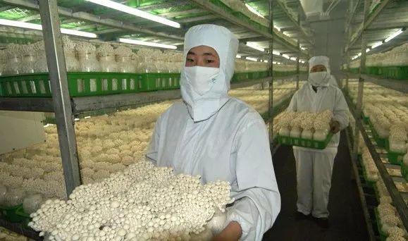 世园会·百蔬园丨百种时令蔬菜 —— 海鲜菇（八十一）