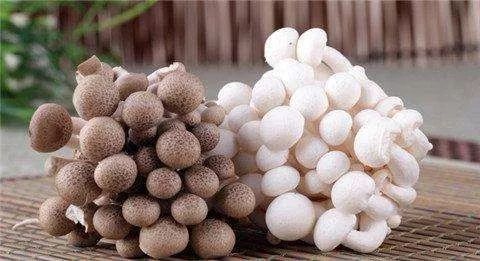 世园会·百蔬园丨百种时令蔬菜 —— 海鲜菇（八十一）