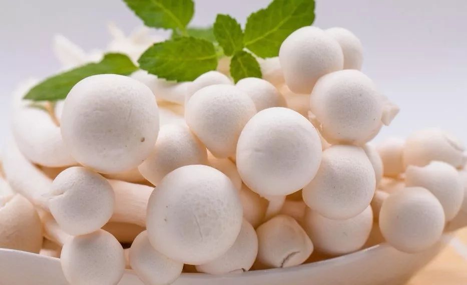 世园会·百蔬园丨百种时令蔬菜 —— 海鲜菇（八十一）