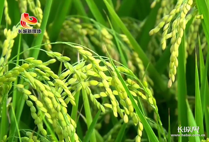 「河北省农业品牌系列报道」③涿州：盛产贡米的好地方