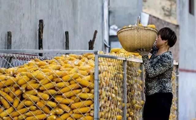 下跌之后，玉米价格终于涨了！今天各地玉米多少钱一斤？
